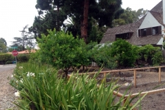 (1/3) Healthy and vibrant trees on this multi-variety fruit orchard.