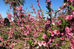 (1/3) Amazing fruit set on a peach tree treated with Blue Gold™.