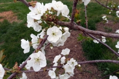 (4/6) After only a few beginning applications of Blue Gold™ Base, the Washington State growers are amazed at the number of blooms on their Fruit Tree.