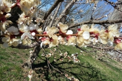 (5/6) They usually do not get this many blooms.