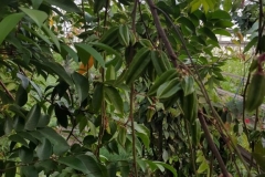 (1/4) Azure Standard Greenhouse star fruit cluster.