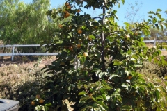 High desert California Persimmon Tree treated with Blue Gold™. This grower had trouble getting fruit to set. After only a few applications, this tree set fruit and produced them all.