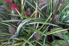 (1/3) 6 pineapples from 1 plant?! Usually, pineapples only produce 1 (rarely, 2) on one plant.