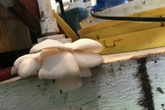 (2/3) Look at these mushrooms that just started growing in the blending room we noticed one morning? They grew out of the cracks on the mixing table where Blue Gold™ Solutions have been spilled over the years. From sprouts day before (last picture) to this full grown state in 48 hrs.