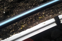 (1/3) "Starting to see lots of spores in all the beds and containers.