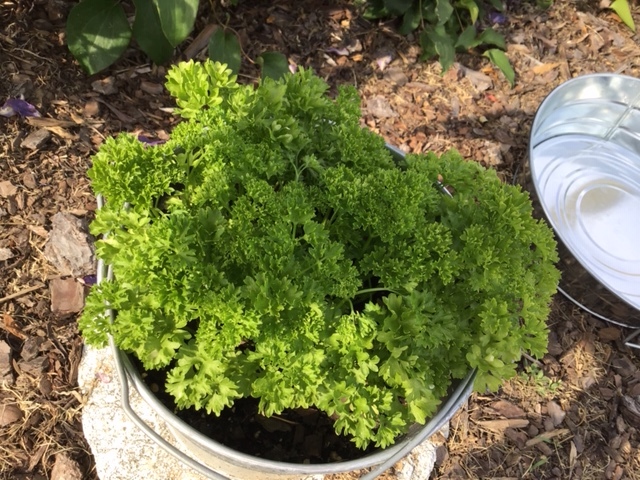 “Parsley exclusively grown with your products!” -Amy Carraway