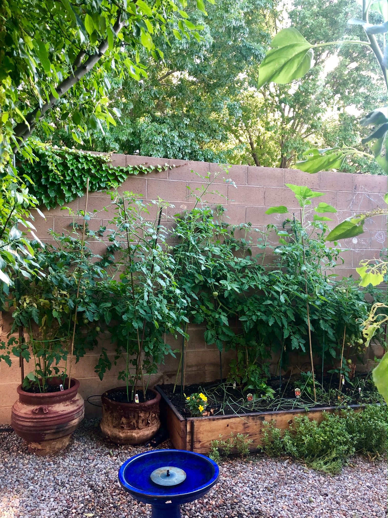 (4/4) She just had a bad wind storm, so the plants are knocked down a bit, but I wanted you to see what is happening here! NOTE, The back wall is 11’ tall." -Nathan