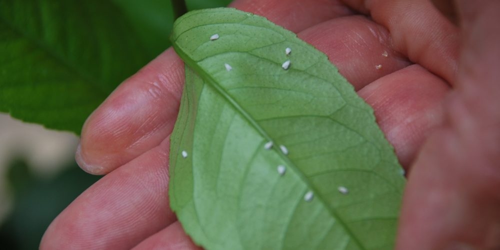Whiteflies hide under leaves, so always be sure foliar plants from top to bottom. The picture shows dead whiteflies after a foliar feed.