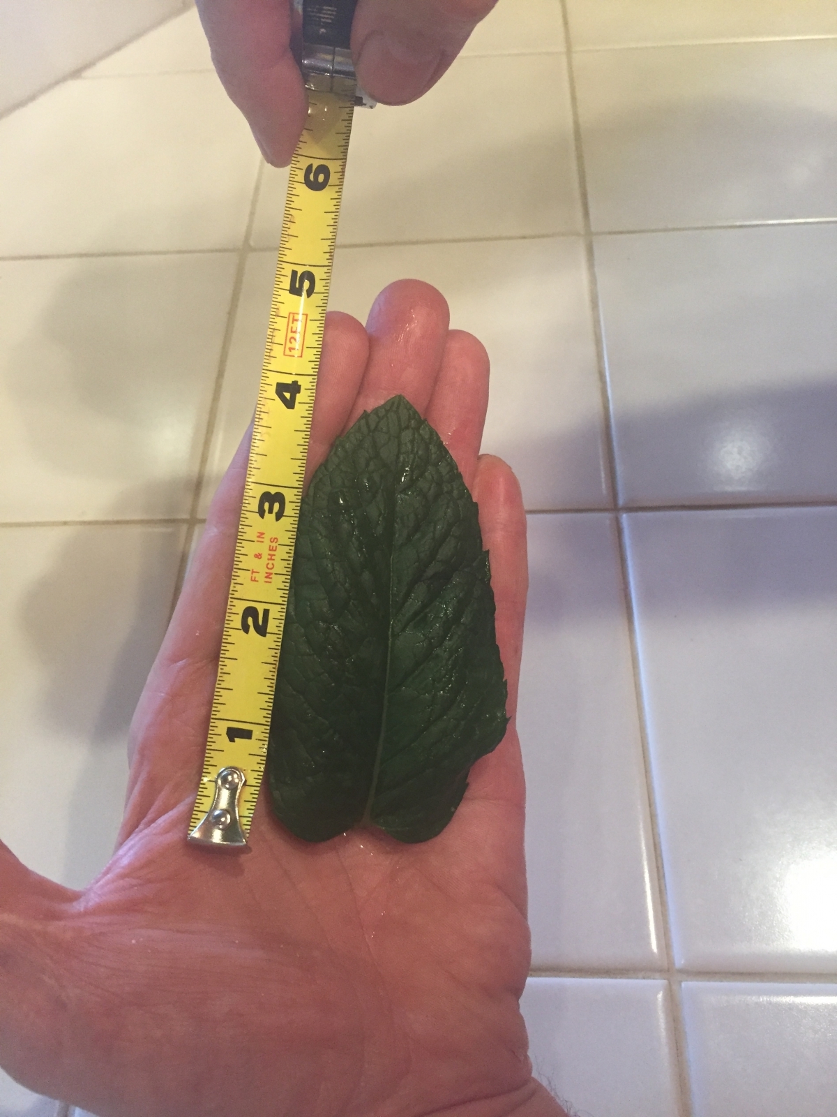 We were testing out a new Blue Gold™ Solution at the office and check out the growth on this mint herb leaves! It grew 4” long and 2.25” wide in just DAYS!