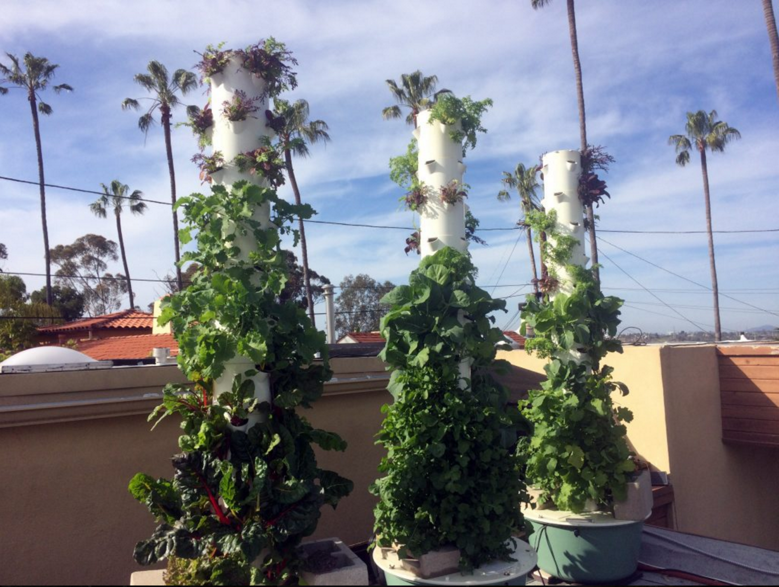 (1/2) “These plants are doing very well with Blue Gold™ Base!”