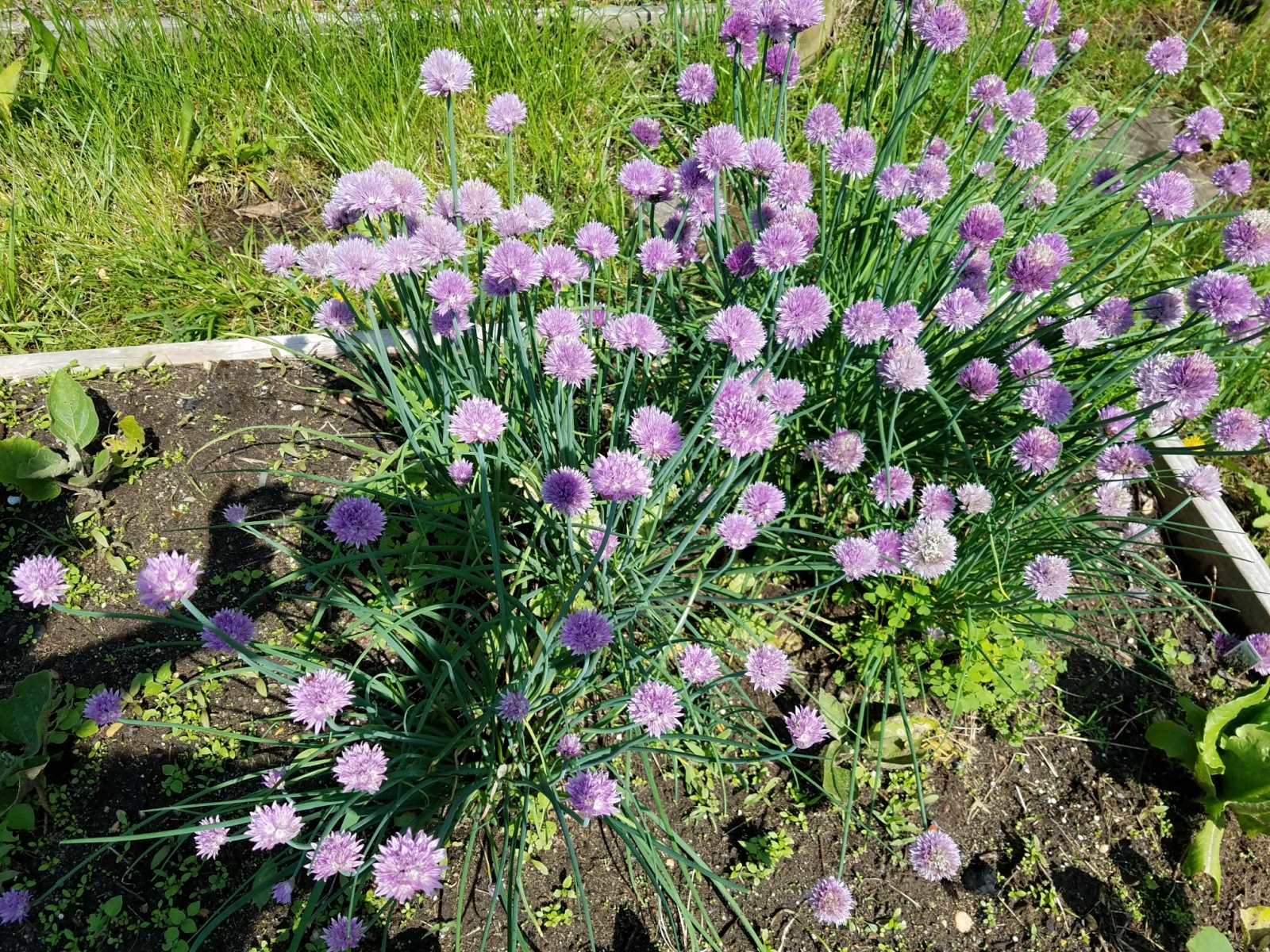 “My chives were treated 2x with Blue Gold™ and are the largest they have ever been, and it’s only May with still cool temps.”