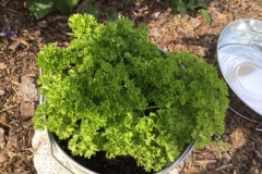 “Parsley exclusively grown with your products!” -Amy Carraway