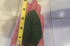 We were testing out a new Blue Gold™ Solution at the office and check out the growth on this mint herb leaves! It grew 4” long and 2.25” wide in just DAYS!