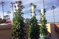(1/2) “These plants are doing very well with Blue Gold™ Base!”