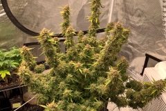 (1/2) By the way!  Here is the smaller of the two auto flower cannabis plants I grew with all Blue Gold™ products and near perfect environmental and lighting conditions.  The breeder of the seeds says it’s definitely on the high end of results that can be achieved with this strain being it grows from seed to finish in 90/100 days  The really big plant is finishing up in the next week.” -Nathan