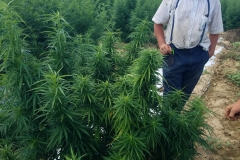 (1/8) - Hoover Family in Leitchfield, KY with their happy Hemp plants with virtually no deficiencies in the filed!