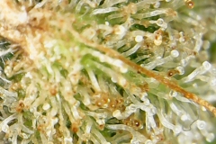 BlueGold® Trichomes! One of our growers said, "Colder temps promote greater trichome growth, sweeter aroma flavor, etc. As a technique, I always drop my temperatures on indoor grows as well as reduce light cycle times along the way from week four until the end. These things have always brought great results. Nice work gang!!!"