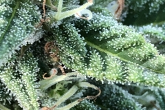 (1/5) - Oregon Hemp Crop almost ready to pull down - Trichome photos (taken August 29). Let it snow!
