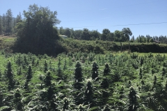 (1/7) Photos of OR hemp about 8-14 days out from harvest (photos were taken August 28th).