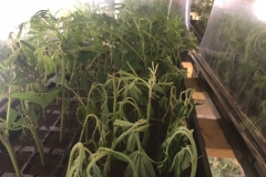 (1/4) Colorado Industrial Hemp Growers Clone Operation. Two pre photos show Pythium infected clones in estimated 40% of the operation as the owners said.