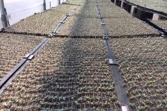 (3/4) “There are over 276,000 seed starts here in the plant tape trays 👍🏼 840 plants per tray - planting to the field begins Monday. This is the Cuno/Blayde Becksted Farms Operation in Colorado. These seeds are from Cuno / myself operation. 1 week basically - from germination into the field.”