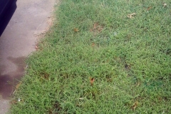 (2/2) Grass would never grow in this spot on this customer's lawn. After a few applications of Blue Gold™, the grass is quickly filling in and growing.