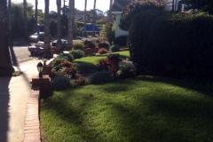 Amazing lawn and vibrant health despite the California drought and drought resistance.