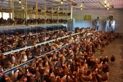 We are on our fourth year with the Blue Gold™ Grand Champion PME® Animal Solutions in our 25,000 cage free laying hen operation. The stress levels of the birds went down in just a few days. They virtually stopped plucking each other’s feathers out, flying into the walls and the equipment and it became noticeably quieter all the time. The mortality rate dropped by about 75% and production started to increase, and the eggs got somewhat bigger by about 3%. -Green Prairie Speciality Farms, Shelbina, MO