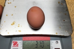 (2/5) The biggest egg weighed 3.70 ounces.