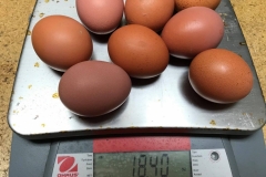 (4/5) The eight other eggs that fit tight in the carton weighed 18.40 ounces.