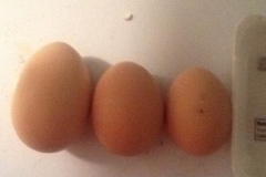 (1/3) Missouri egg farmer is showing the size increase after Blue Gold™ Grand Champion PME® being fed to the chickens!