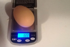 (2/3) Blue Gold™ Grand Champion PME® mega chicken egg at 3.22 oz. after the start of feeding the chickens the Blue Gold™!