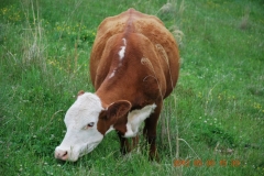 This old timer, named ‘Red,’ is grazing on Blue Gold™ green pastures. Notice the coat and the lack of flies.