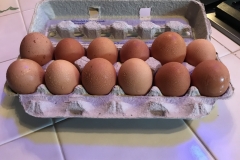 (3/3) Then he put Grand Champion PME® in her water, and she started producing eggs! What a miracle!