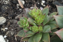 This Blue Gold™ user has been growing succulents for many years but has never seen their succulents produce like this. Notice that this plant has five new blooms after the Blue Gold™ Base has been applied.