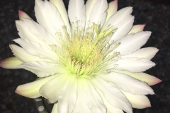 Check out this Large Flower Cactus (Selenicereus grandiflorus) thriving only on Blue Gold™ Fusion VEG!