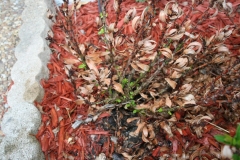(2/2) After using Blue Gold™ Base Blend, this dead plant is resurrected, and new growth sprouts forth!