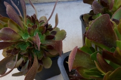 (2/7) About every place there could be flowers are popping on these succulent clones about 5 months old.