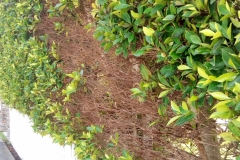 (11/14) After Blue Gold™ treatments the hedge is reviving with no more whitefly problems.