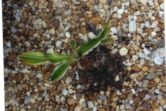 (1/2) This is a photo of a dying Lily that would not grow.