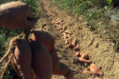 An organic CSA crop grower of sweet potatoes in Virginia was amazed at the size and quantity of his potatoes. He experienced over 50 percent increase in size and harvest.
