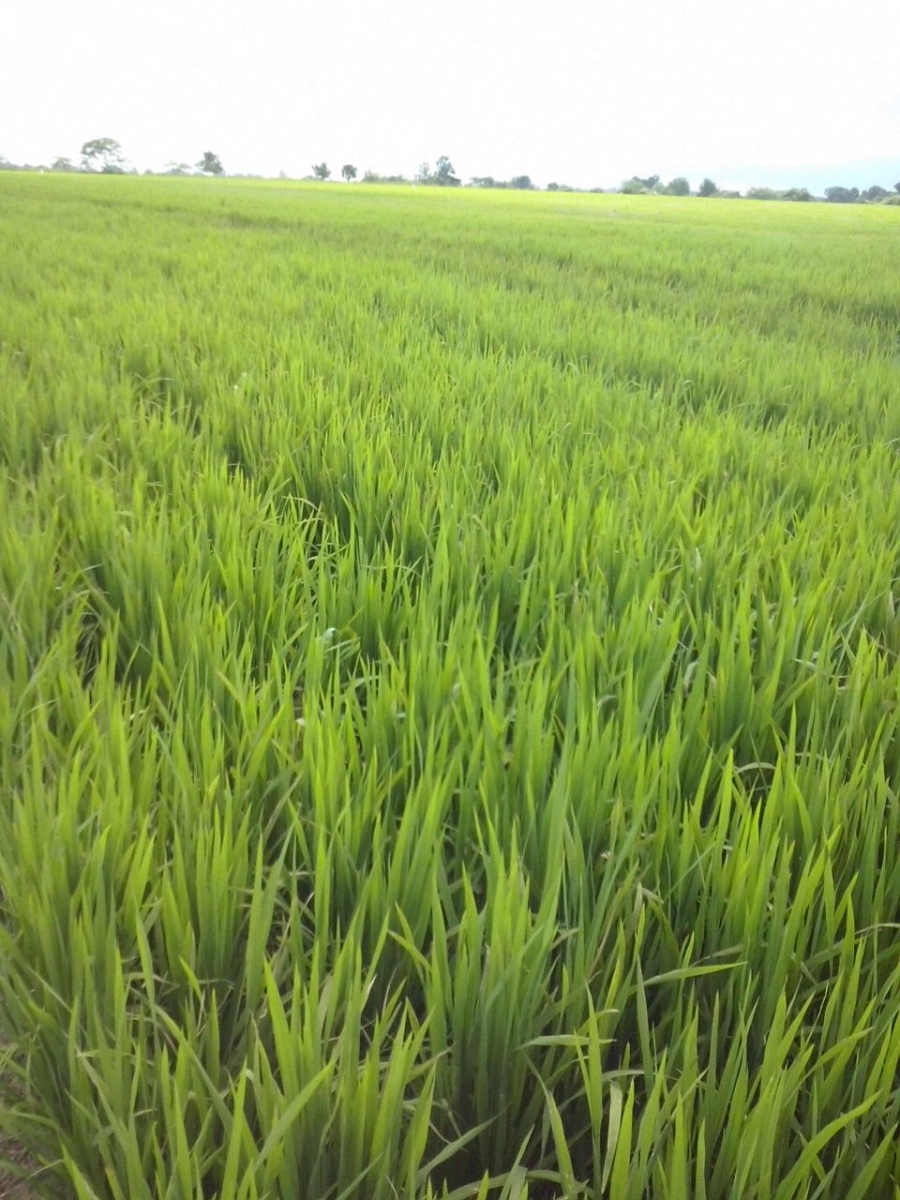 (1/3) Pictures of the 22-hectare dry rice field in Panama. “We sprayed the Blue Gold™ Base last Wednesday morning, October 15, 2014. On the second day, the farmer noticed a surprising greening of the treated field. We recommended he leave a 1-hectare patch across the field with no spraying for comparison sake. Yesterday we went back to see the field and all of us, including other rice farmers, were totally amazed to see the enormous growth in the sprayed field as compared to the non-sprayed. This is the same rice field the next day after the first application of the Blue Gold™ Rice Blend and Eden Bugs last week. Look at the top right of the picture; this yellow block is the control area that was not sprayed. The sprayed field was taller and had very healthy stalks of about 6 inches each. The comparison had no stalks yet. Harvest time is in 30 days, and we strongly feel that with just one Blue Gold™ application we will have longer, heavier, and better rice.