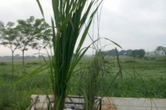 (1/7) Left is the Blue Gold™ Rice plant and the right is the control. 30 days before harvest.
