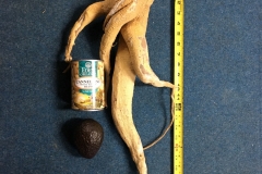 (1/2) THICK Moringa Tree root courtesy of Eden’s Blue Gold™.