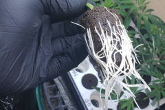 (1/3) Crazy roots from using Blue Gold™ Fusion VEG at 225 PPM.