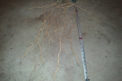 This grower was so impressed with the outcome of his Blue Gold™ tomatoes that he dug up the plant to see how much the roots had grown. Check out the length, and look at the diameter of the roots!