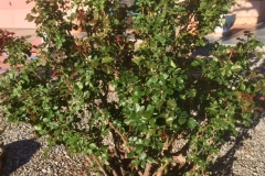 “These roses are in the high desert of New Mexico. This photo was taken 4-6-17. My neighbor’s roses are still just all sticks with NO new can growth yet. Each of my rose bushes has over 17 buds and still setting them, they should start blooming in a few weeks when everyone else will just be starting to push new growth.” -George Rymer
