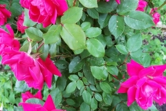 (2/2) My plants have gotten two treatments this far, and I am very impressed at the growth and vigor despite the cool and rainy weather. Look at the blooms on my roses! It’s May, and the one Rose is over 5’ tall and other has blooms that are almost too bright to look natural.” -Brian from NJ