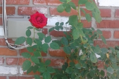 One Amazon Customer called us after buying Blue Gold™ Rose Blend. She had Black Spot on her roses, no blooms, and a pest problem. Our instructions were to use the Rose Blend as instructed 2x to 3x a week for 2 to 3 weeks. She called us back to let us know that she used the Rose Blend twice in one week and her roses no longer have blackspot or pests, and she is seeing new blooms. We shared her experience with Mike Livingston, another Blue Gold™ rose grower, and he sent us this photo and shared the following: "Yes, that worked for me also.  I’ve already given away 12 of these Blue Gold™ roses. A few weeks ago they weren’t even there. It's been 93 degrees for a week now, and these two roses pictured were given away last week, and then today I found one already bloomed just like them behind the bush in the shade. The girls at the print shop got that one today!"