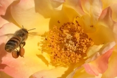 “It’s May, and I saw my first bee today! He has a bunch of pollen on those legs.”